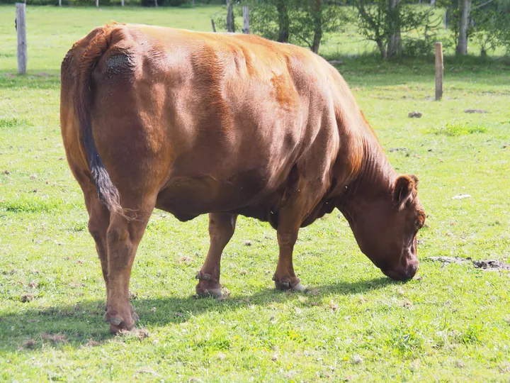 Ferme de la Planche (Blote voeten pad) (België)